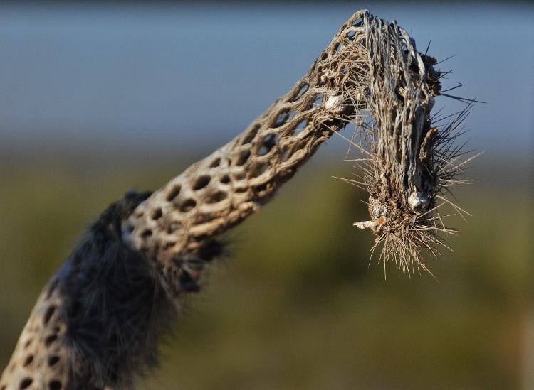 dead cholla